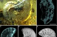 揭秘近亿年前琥珀：时空之钥与神秘生物的相遇