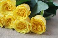 金香玉：玫瑰般的美丽，独特的魅力