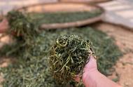 普洱茶：散茶与饼茶，哪种更适合你？