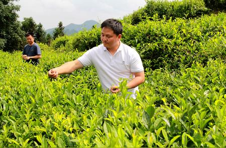 夏日茶香四溢，助力农户增收大揭秘