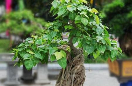 揭秘菩提子的真实面貌