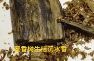 古代奇楠沉香的原始形态与现代对比