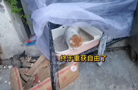 玳瑁的紧急需求：探索它如何上厕所