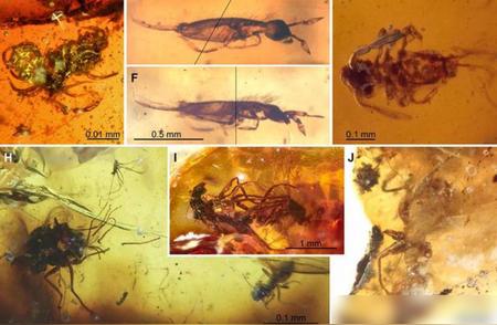 虫珀背后的故事：交配被封的时空之旅
