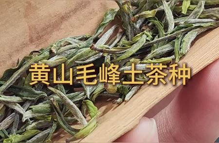 黄山毛峰茶的种植与特点