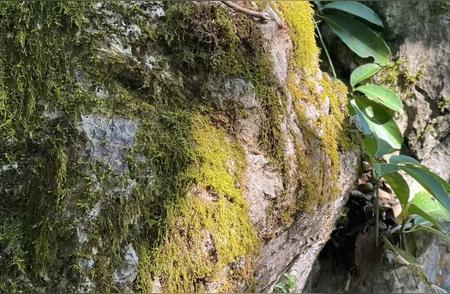 明前茶与雨前茶：区分与鉴赏指南