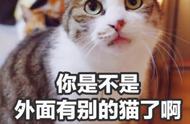 买猫一时爽，养猫火葬场？这4种猫你需要了解