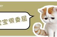 明星加菲猫：可爱与通人性并存，为何让众多人望而却步？