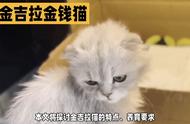 金吉拉猫：外表独特，性格温和