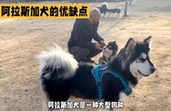 阿拉斯加犬养护指南：优点与挑战一览