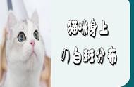 猫咪身上的白色斑点：你知道它们可以出现在哪里吗？