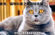 英国短毛猫的习性与饮食：一篇猫咪科普文章