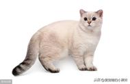 揭秘猫白血病：真相是否如你所想的那么可怕？