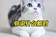 为什么美短猫是养猫的最佳选择？