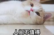 这些猫的忠诚度堪忧，容易“背叛”主人