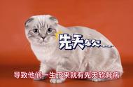 折耳猫的发病风险：爱猫人士必看