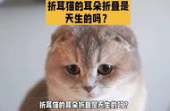 折耳猫的折耳是天生的吗？猫咪有遗传病吗？科学养宠指南