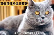 贵族宠物：英国短毛猫的魅力无法抵挡