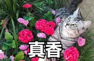 猫界中的“香”之选：即使长时间不洗澡，它们依然芬芳四溢