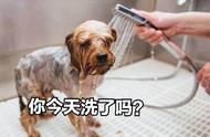 狗界“臭气熏天”的几种犬种，养得起的都是高手