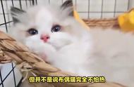 布偶猫养护：揭秘养猫的专业知识