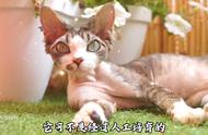 你是否喜欢德文卷毛猫？