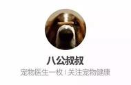 了解茶杯犬：为什么真正爱狗的人不会选择它们？