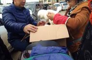 400元一只的白色贵宾幼犬，狗市抢购热潮！