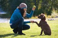 揭秘正确训犬方法：让你家狗狗听话不再难！