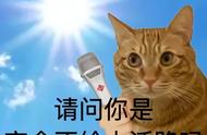 32°C下的无毛猫：如何安全带它出门？