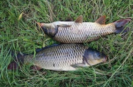 夏季野钓鲤鱼：掌握这4招，轻松钓上大鲤鱼