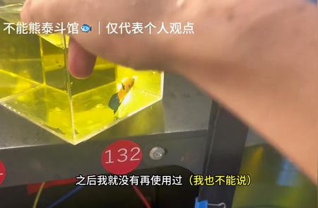 揭秘龙系泰国斗鱼：品种特色与养护技巧