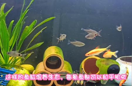 水族世界：探索神秘的海洋生态