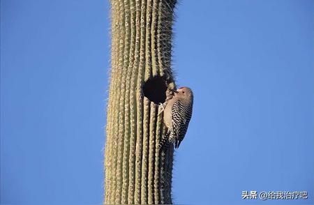 啄木鸟仙人掌上独特行为揭秘