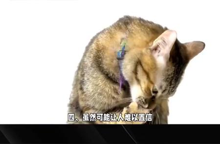 揭秘猫咪鲜为人知的秘密