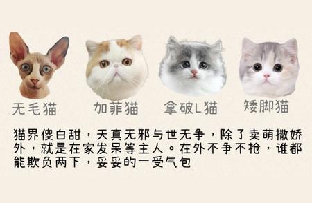 猫咪战斗力大解密：梯队排名揭秘