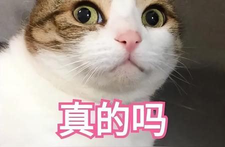 揭秘旺家猫独特特征，你家猫咪上榜了吗？