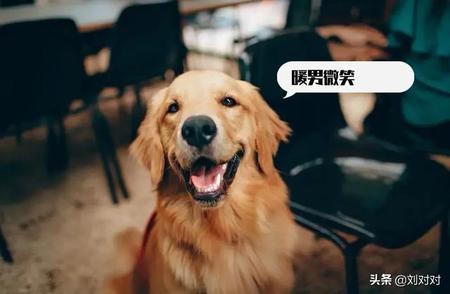 家庭宠物犬的人气巅峰：哪些狗狗独占鳌头？