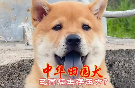 中华田园犬面临严峻生存压力，真相令人震惊！