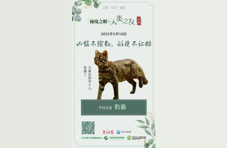 豹猫：凶猛与敏捷并存的自然魅力