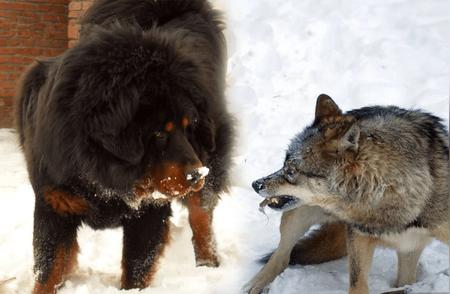 西藏神秘大战：流浪藏獒与雪豹的生死对决