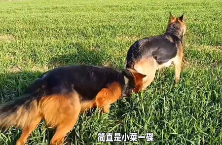 德国牧羊犬：宠物之选的智慧与力量完美结合