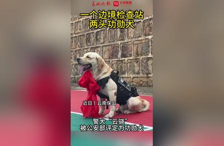 边境检查站的英雄犬：功勋犬的传奇故事