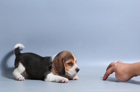 揭秘实验犬中比格犬占比背后的故事