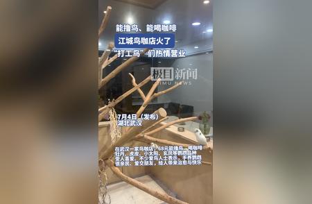 江城武汉新宠咖啡店：品味鸟乐与饮品的新风尚