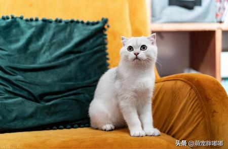 轻松成为铲屎官：盘点那些不掉毛又适合家养的猫咪品种！