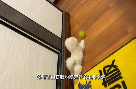 博美犬营养解析：营养价值的秘密大揭秘