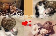 猫头鹰与猫咪：跨越种族的特殊友情故事