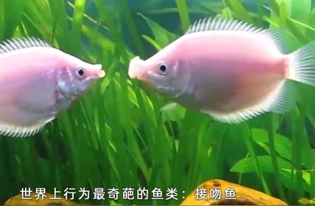 揭秘水族世界：鱼的世界如此精彩