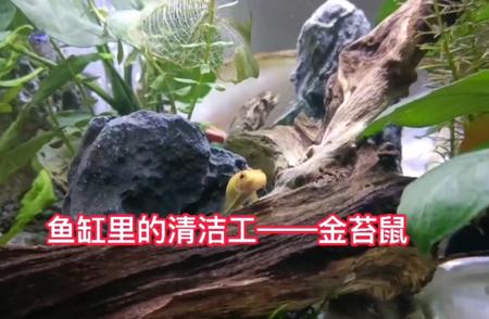 金苔鼠：鱼缸清洁小能手！